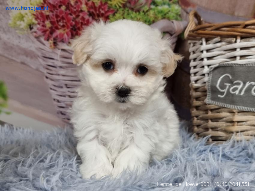 Een hekel hebben aan Kleverig Geven Boomer-Bolonka Teef 12085 aangeboden bij Kennel de Hoeve