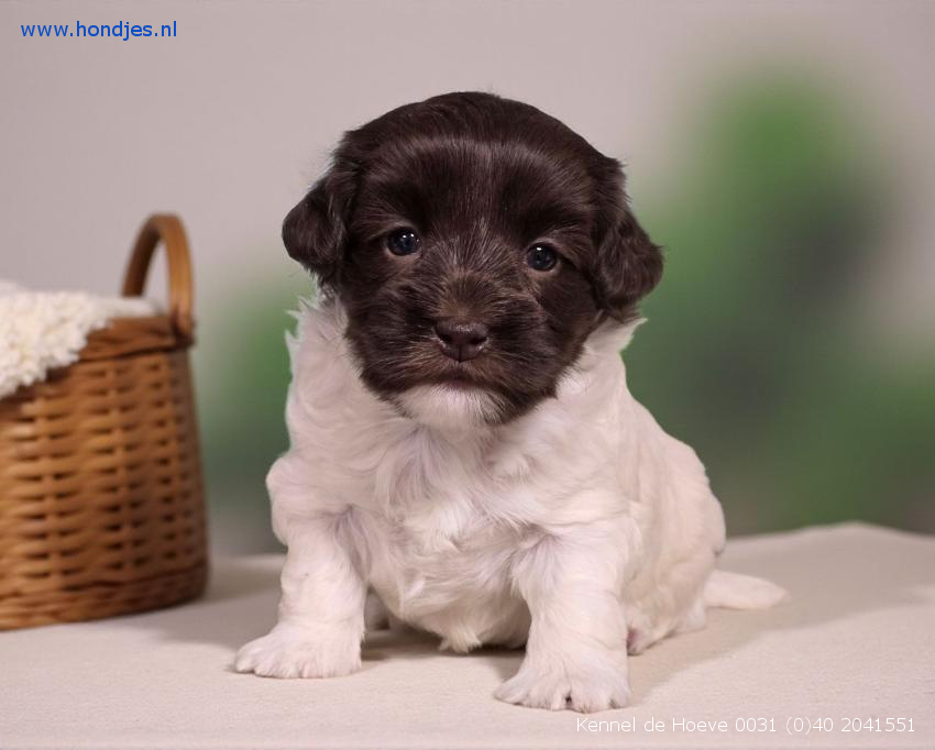 Boomer Teef 15021 aangeboden bij Kennel de Hoeve Boomer Teef 15021 aangeboden bij Kennel de Hoeve