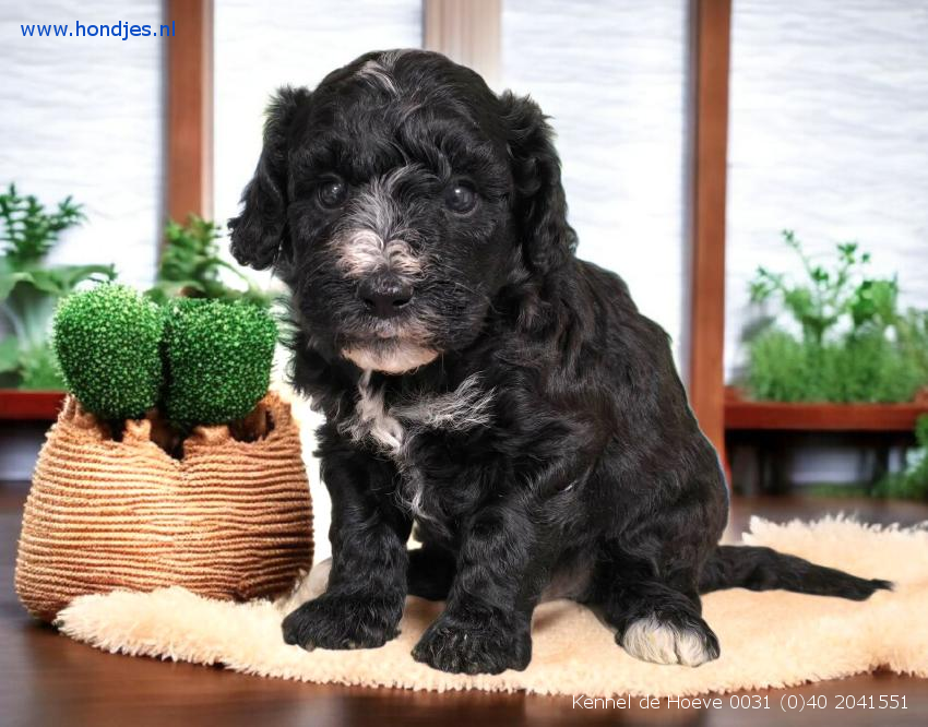 Boomer Reu 15057 aangeboden bij Kennel de Hoeve Boomer Reu 15057 aangeboden bij Kennel de Hoeve