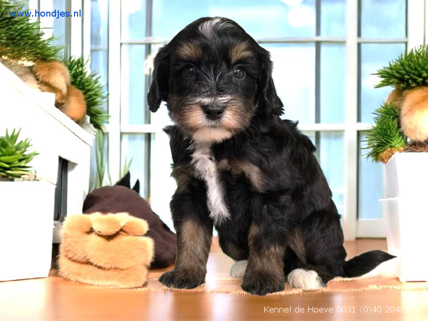 Boomer Reu 15058 aangeboden bij Kennel de Hoeve Boomer Reu 15058 aangeboden bij Kennel de Hoeve