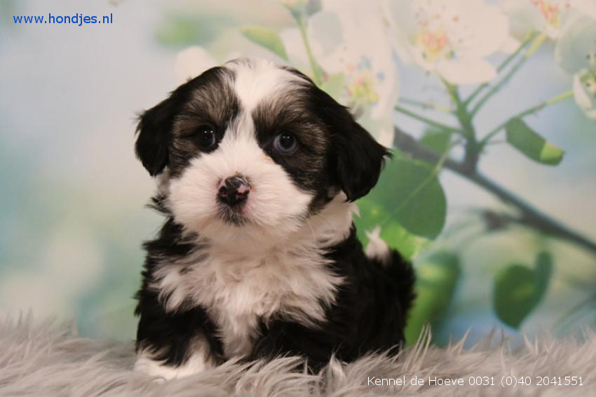 Cream Maltipoo Puppy For Sale Teacup Puppies Boutique 302 In 2020 Teacup Puppies For Sale Puppies For Sale Teacup Puppies